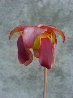 sarracenia flower.jpg