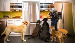 kurgo-dogs-at-the-fridge.jpg