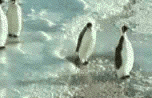 funny-pinguin.gif