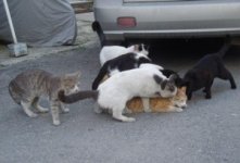cat-2.jpg
