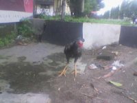 00 aa AYAM KAKI 24.jpg