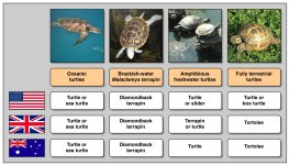 Turtle_names_in_different_languages.jpg