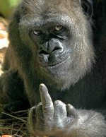 gorilla-middle-finger.jpg