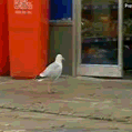 burung.gif