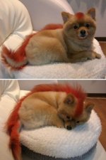 223-681_the_real_firefox.jpg