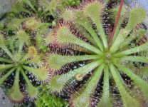 drosera garden.jpg