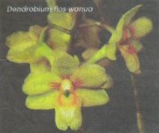 Dendrobium flos-wanua.jpg