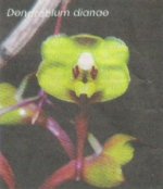 Dendrobium dianae.jpg