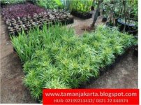 Pohon taman 1.jpg