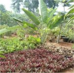 pohon taman 6.jpg