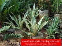 pohon taman 7.jpg