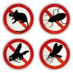 7989802-vermin-bugs-Stock-Vector-rat-no-insects.jpg