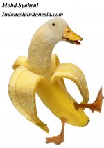 BananaDuckHASIL.jpg