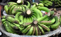 Pisang Ambon Lumut.png