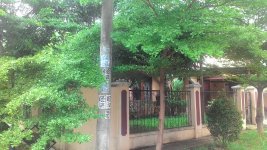 graha cinere6.jpg