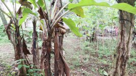Tanah Dijual di Pancoran Mas Depok Dekat D'Kandang Amazing Farm, RS Permata Depok, Gerbang Tol...JPG