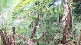 Tanah Dijual di Pancoran Mas Depok Dekat D'Kandang Amazing Farm, RS Permata Depok, Gerbang Tol...JPG