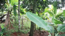 Tanah Dijual di Pancoran Mas Depok Dekat D'Kandang Amazing Farm, RS Permata Depok, Gerbang Tol...JPG