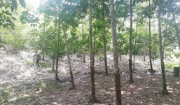 Dijual Tanah di Murung Pudak Tabalong Kalimantan Selatan Dekat Danau Tanjung Puri Indah, Air T...jpg