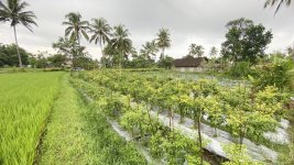 Jual Tanah di Pakem Sleman Yogyakarta Dekat Pasar Pakem, Universitas Islam Indonesia, Agro Wi...jpeg