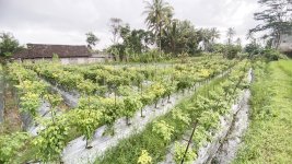 Jual Tanah di Pakem Sleman Yogyakarta Dekat Pasar Pakem, Universitas Islam Indonesia, Agro Wi...jpeg