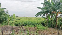 Jual Tanah di Sayung Demak Jawa Tengah Dekat Jateng Land Industrial Park Sayung Demak, Pasar ...jpeg