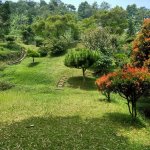 Jual Tanah di Cisarua Puncak Bogor Dekat Ujung Rimba Camp, Curug Cilember, Rumah Makan Bumi A...jpeg