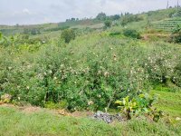 Jual Tanah dan Kebun Apel Produktif di Kota Batu Jawa Timur Dekat Wisata Gunung Pucung, Taman...jpeg