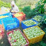 Jual Tanah dan Kebun Apel Produktif di Kota Batu Jawa Timur Dekat Wisata Gunung Pucung, Taman...jpeg