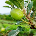 Jual Tanah dan Kebun Apel Produktif di Kota Batu Jawa Timur Dekat Wisata Gunung Pucung, Taman...jpeg