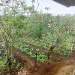 Jual Tanah dan Kebun Apel Produktif di Kota Batu Jawa Timur Dekat Wisata Gunung Pucung, Taman...jpeg