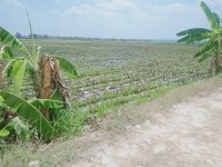 Jual Tanah di Bojonegoro Jawa Timur Dekat RSUD Dr.Sosodoro, Terminal Rajekwesi, Alun-Alun Boj...jpeg