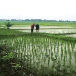 Jual Tanah di Cibolerang Jatiwangi Majalengka Dekat Pasar Ciborelang, SMA Negeri 1 Jatiwangi,...jpeg