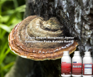 Cara-Ampuh-Mengatasi-Jamur-Ganoderma-Pada-Kelapa-Sawit.png