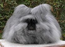 Angora_rabbit.jpg