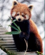 Red_Panda.jpg