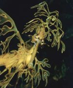 sauleafyseadragon01.jpg