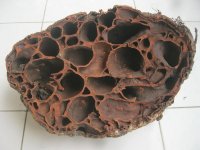 sarang semut.jpg
