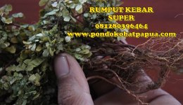 super rumput kebar.jpg