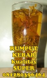 a rumput kebar.jpg