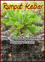 rumput kebar penyubur kandungan.jpg